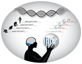 Durch die Entschlüsselung der DNA-Steuerelemente, die die Entwicklung des Kleinhirns steuern, trägt Künstliche Intelligenz dazu bei, unser Verständnis der Evolution des menschlichen Gehirns zu vertiefen. Grafik