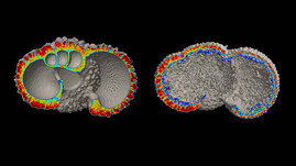 Struk­tur der Scha­le ei­ner plank­to­ni­schen Fo­ra­mi­ni­fe­re, auf­ge­nom­men mit ei­ner Rönt­gen-Mi­kro-Com­pu­ter-To­mo­gra­phie