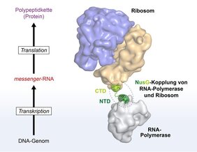 NusG koppelt Transkription und Translation.