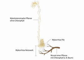 Mykorrhiza-Netzwerk am Beispiel von Monotropa uniflora, hier verbunden mit Baumwurzen über gemeinsame Pilze.
