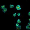 Bilder von Immunsynapsen, die von NK-92-Zellen gebildet werden.