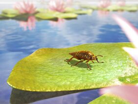 Rekonstruktion des Käfers auf einer Seerose in seinem Lebensraum. Auf dem „Rücken“ trägt er Pollen der Wasserpflanze. 