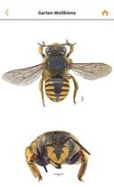 App „Wildbienen Id BienABest“