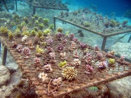 Aufzucht kleiner Korallenkolonien unterschiedlicher Arten im Flachwasser, Indonesien. 