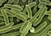 Einzelne Escherichia coli-Bakterien sterben bei Antibiotikagabe einen "altruistischen Zelltod", um das Überleben der anderen Bakterien zu sichern. Bakterien