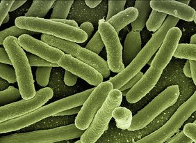 Einzelne Escherichia coli-Bakterien sterben bei Antibiotikagabe einen "altruistischen Zelltod", um das Überleben der anderen Bakterien zu sichern. Bakterien