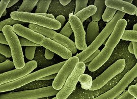 Einzelne Escherichia coli-Bakterien sterben bei Antibiotikagabe einen "altruistischen Zelltod", um das Überleben der anderen Bakterien zu sichern. Bakterien