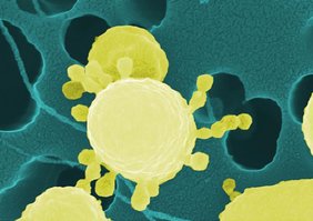 Das antarktische Bakterium Pseudoalteromonas distincta baut Fructane im Meer ab. Das antarktische Bakterium Pseudoalteromonas distincta