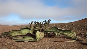 Exemplare der Weltitschia mirabilis können mehr als 1.000 Jahre alt werden.