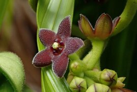 Die neukaledonische Leichhardtia nigriflora aus der Familie der Hundsgiftgewächse