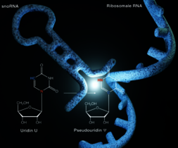 zelluläre Proteinfabriken