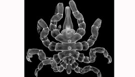 Asselspinne Regeneration