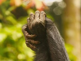   Zwei Bonobo-Weibchen reichen sich bei der gegenseitigen Fellpflege die Hände.