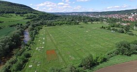 Die Experimente des Forscherteams fanden unter anderem in der Saaleaue statt, wo das "Jena-Experiment" zur funktionellen Biodiversitätsforschung läuft.  