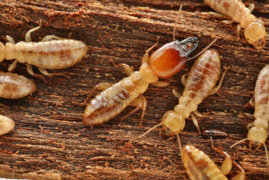 Porotermes adamsoni – eine der urprünglicheren Termiten
