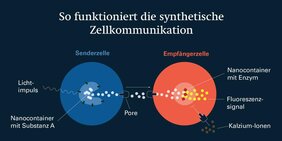 Grafik: So funktioniert die synthetische Zellkommunikation 