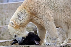 Eisbär