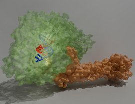 Künstlerische Darstellung der 3D-Struktur der RNA-Polymerase des Nipah-Virus im aktiven Zustand.