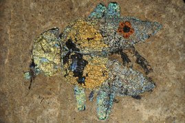 Fossil