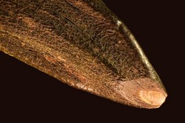 Foto eines Zahns von Giraffatitan aus Tanzania 