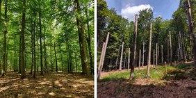 Links der Ausgangzustand: ein monotoner Wald. Nach den Eingriffen der Forschenden gab es Totholz und Lücken im Blätterdach, was der Vogel- und Fledermausvielfalt zugutekommt (rechts). Links der Ausgangzustand: ein monotoner Wald. Nach den Eingriffen der Forschenden gab es Totholz und Lücken im Blätterdach, was der Vogel- und Fledermausvielfalt zugutekommt (rechts).