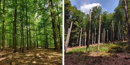 Links der Ausgangzustand: ein monotoner Wald. Nach den Eingriffen der Forschenden gab es Totholz und Lücken im Blätterdach, was der Vogel- und Fledermausvielfalt zugutekommt (rechts). Links der Ausgangzustand: ein monotoner Wald. Nach den Eingriffen der Forschenden gab es Totholz und Lücken im Blätterdach, was der Vogel- und Fledermausvielfalt zugutekommt (rechts).