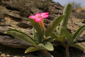 Adenium obesum – die "Wüstenrose"