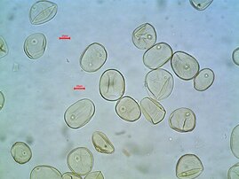 Pollen im Sediment