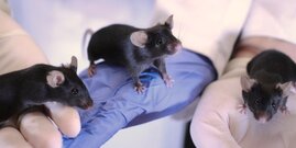 Genetisch identische Mäuse in der tierexperimentellen Forschung 