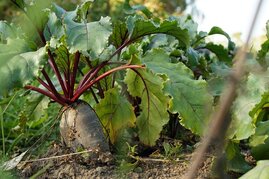 Rote Beete pflanze