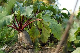 Rote Beete pflanze