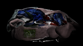 3D-Rekonstruktion von Latia neritoides