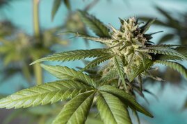 Cannabisblatt