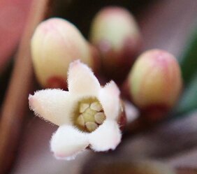 Geöffnete Einzelblüte von Leichhardtia weari