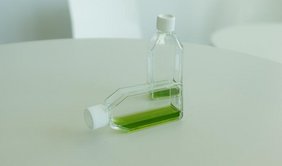 Kulturflaschen mit Grünalgen (Chlamydomonas reinhardtii) auf einem weißen Tisch. Kulturflaschen mit Grünalgen (Chlamydomonas reinhardtii) auf einem weißen Tisch.