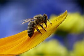 Apis mellifera