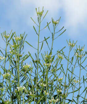Die Ackerschmalwand (Arabidopsis thaliana)  