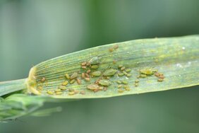 Schadinsekten wie die Große Getreideblattlaus 