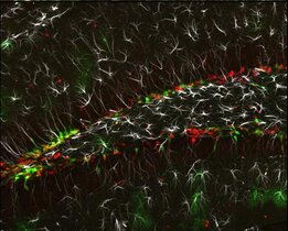 Protein Yap1