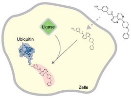Grafik: Die Ligase HUWE1 markiert synthetische Moleküle in Zellen mit Ubiquitin 