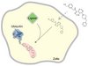 Grafik: Die Ligase HUWE1 markiert synthetische Moleküle in Zellen mit Ubiquitin 