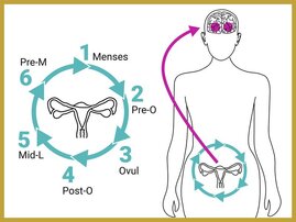  hormonelle Zyklus des Gehirns