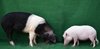 Mini-LEWE und Angler Sattelschwein im Größenvergleich
