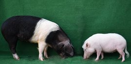 Mini-LEWE und Angler Sattelschwein im Größenvergleich