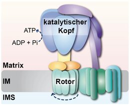 ATP-Synthase 