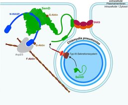 Schematische Darstellung, wie eine C. pneumoniae-Zelle eine menschliche Zelle infiziert. 