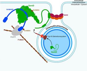 Schematische Darstellung, wie eine C. pneumoniae-Zelle eine menschliche Zelle infiziert. 