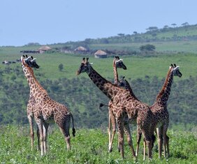 Beeinträchtigte soziale Netzwerke: Giraffen in Tansania in der Nähe eines Dorfes der einheimischen Massai. 
