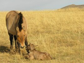 Eine Przewalski-Stute und ihr Fohlen.  