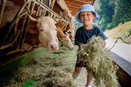 Kühe im Stall mit Kind